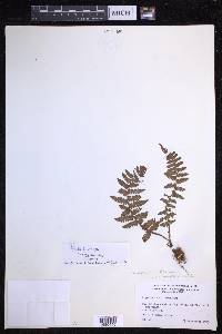 Dryopteris xanthomelas image