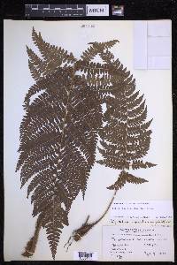 Polystichum discretum image