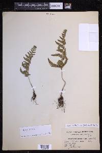 Dryopteris varia image