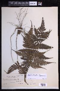 Dryopteris sparsa image