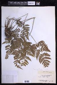 Dryopteris sparsa image