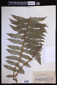 Polystichum braunii image