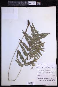 Polystichum luctuosum image