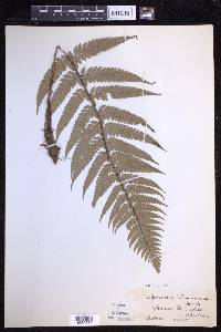 Polystichum luctuosum image