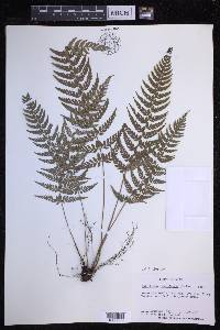 Polystichum luctuosum image