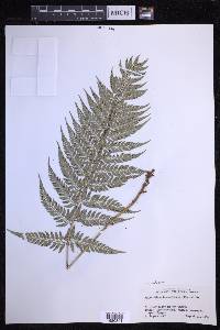 Polystichum luctuosum image