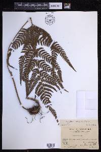 Dryopteris varia image