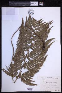 Dryopteris varia image