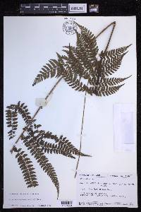 Polystichum discretum image