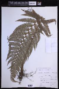 Polystichum discretum image