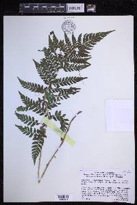 Polystichum sinense image