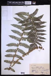 Polystichum braunii image