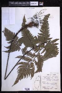 Dryopteris varia image