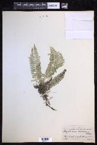 Polystichum deltodon image