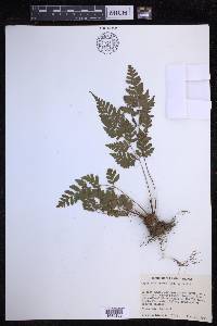 Dryopteris sparsa image