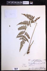 Dryopteris sparsa image