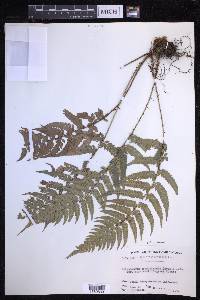 Polystichum luctuosum image