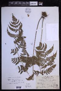 Dryopteris sparsa image