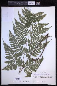 Dryopteris sparsa image