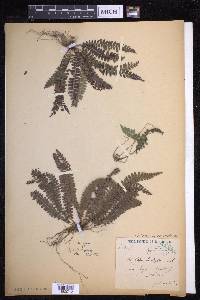 Polystichum hecatopterum image