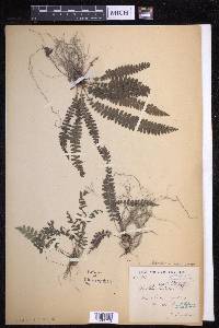 Polystichum hecatopterum image