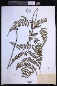 Dryopteris sparsa image