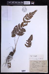 Dryopteris sparsa image