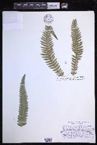 Dryopteris fuscoatra image