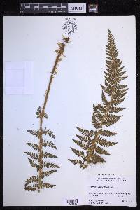 Polystichum haleakalense image