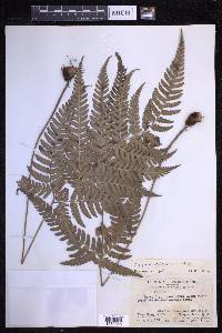 Dryopteris varia image