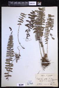 Polystichum deltodon image