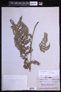 Polystichum discretum image