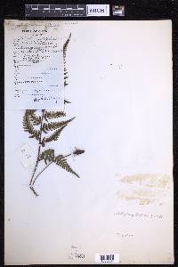 Dryopteris varia image