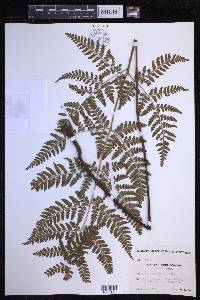 Dryopteris sparsa image