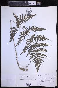 Dryopteris sparsa image