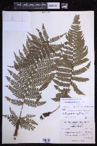 Polystichum discretum image