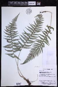 Polystichum luctuosum image