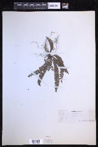 Polystichum deltodon image