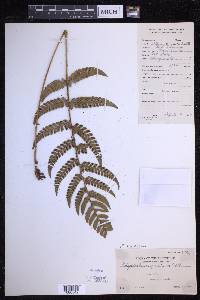 Polystichum biaristatum image