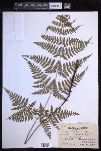 Dryopteris sparsa image