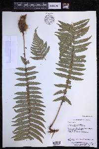 Dryopteris wallichiana image