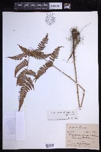 Dryopteris sparsa image