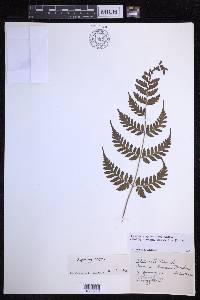 Dryopteris sparsa image