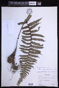 Polystichum discretum image