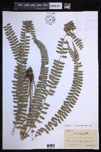 Polystichum deltodon image