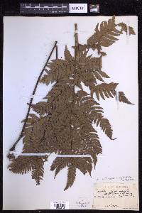 Dryopteris varia image