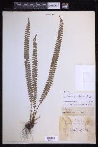 Polystichum levingei image