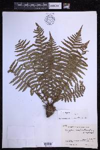 Dryopteris xanthomelas image