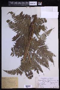 Polystichum keysserianum image