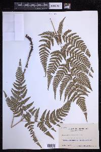 Dryopteris sacrosancta image